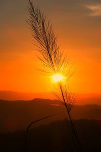 Silhouette tree against orange sky