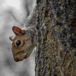 Close-up of squirrel on tree trunk