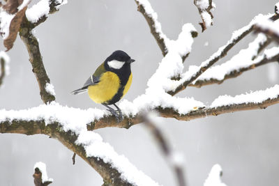 Bird perching on branch during winter