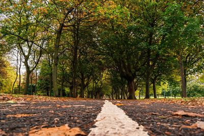 Trees in park