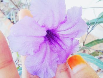 Close-up of cropped hand holding flower