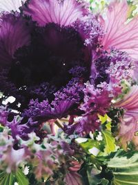 Close-up of purple flowers