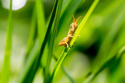 Close-up of insect on plant