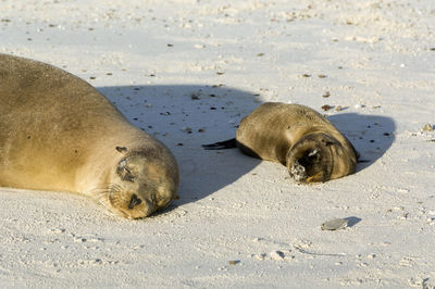 Seals relaxing on beach at galapagos islands