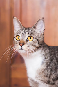 Close-up portrait of a cat