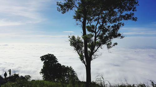 Low angle view of trees against sky