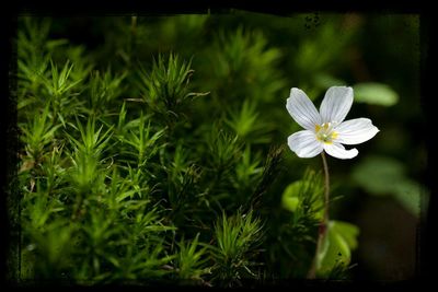 Close-up of white flowers blooming