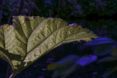 leaf