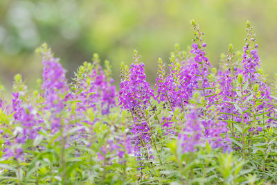 Close-up of purple flowering plants on field