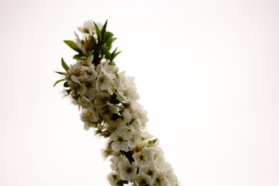 Close-up of plant against white background