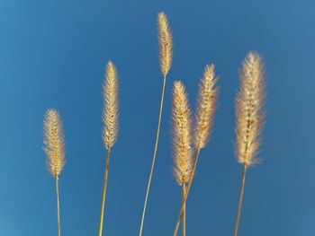 Low angle view of plants against clear blue sky