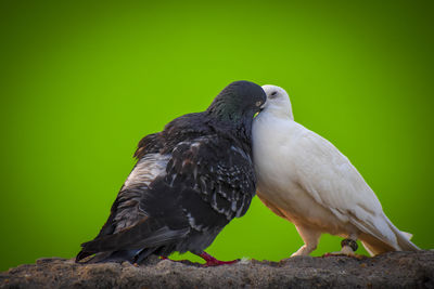 Close-up of birds perching on rock