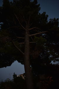 Low angle view of silhouette trees against sky at night