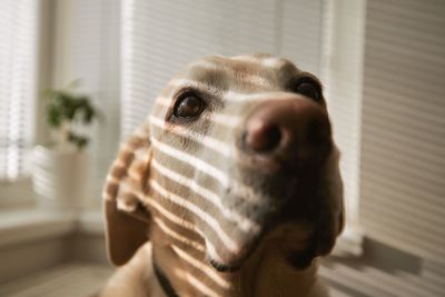 Close-up portrait of a dog at home