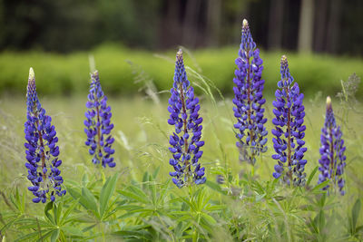 Close-up of purple lavender flowers on field