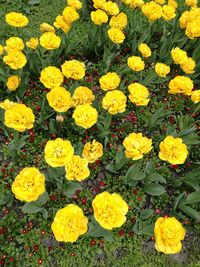 Full frame shot of yellow flowers blooming on field