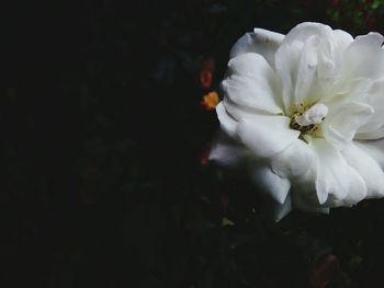 Close-up of white flower