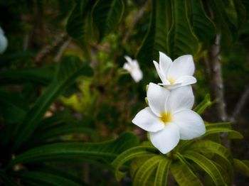 Close-up of white frangipani blooming outdoors