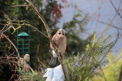 Bird perching on a tree