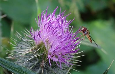 Close-up of bee pollinating on purple flower