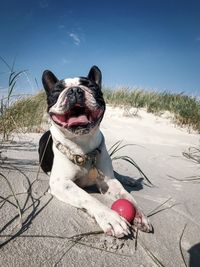 View of a dog on the beach