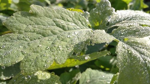 Close-up of wet plant leaves during rainy season