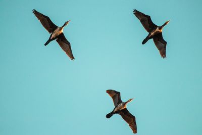 Low angle view of bird flying against clear sky