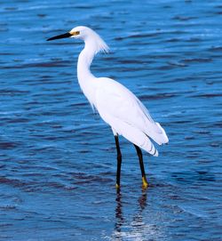 Close-up of heron on lake