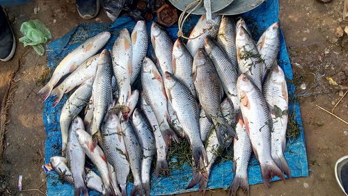 High angle view of fish for sale in market