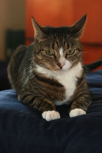 Close-up portrait of cat sitting at home