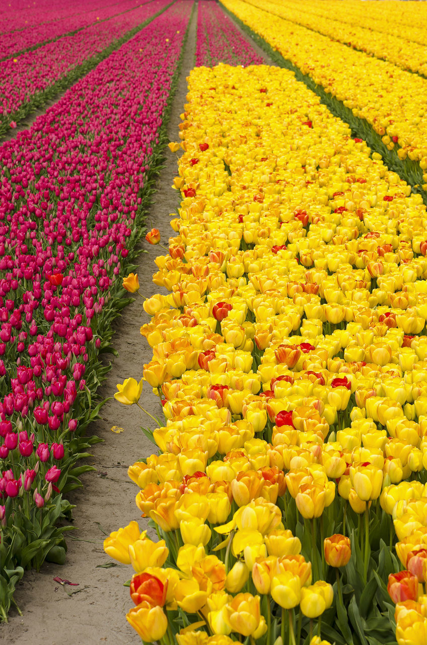 SCENIC VIEW OF YELLOW FLOWERING PLANTS