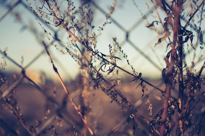 Close-up of dry plants seen through chainlink fence