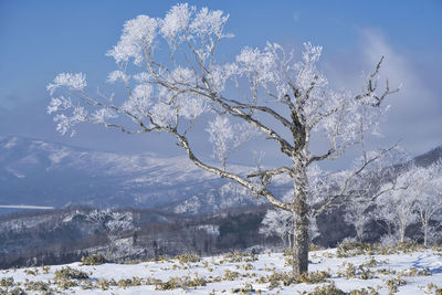 Snow covered tree by mountains against sky