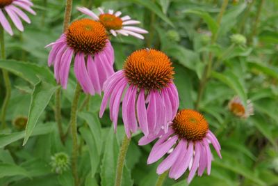 Close-up of pink flower