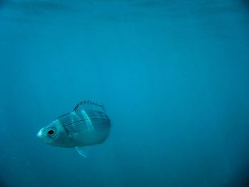 Close-up of fish swimming in sea