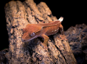 Close-up of lizard on tree trunk