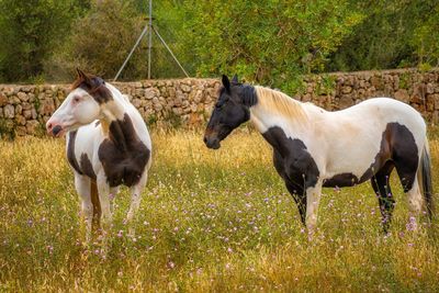 Sheep running in a field