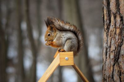 Close-up of squirrel on tree trunk