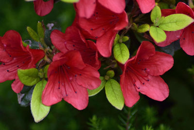 Close-up of pink flowers