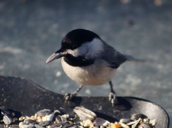 High angle view of bird