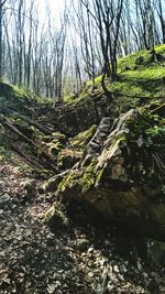 Scenic view of forest against sky