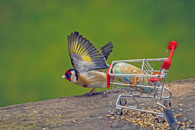 Close-up of a bird flying over green farm