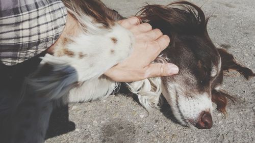 Close-up of dog