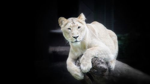 Portrait of lioness sitting on log