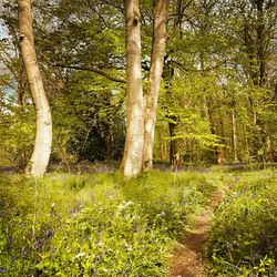 Trees growing in forest