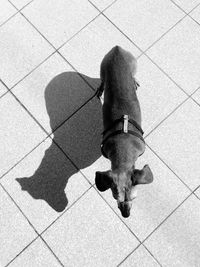 High angle view of dog shadow on floor