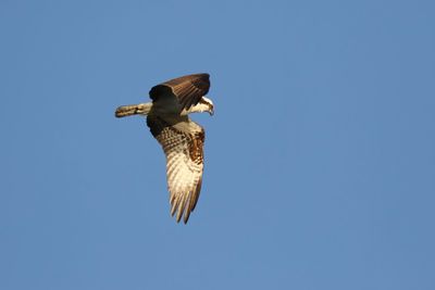 Low angle view of eagle flying against clear blue sky