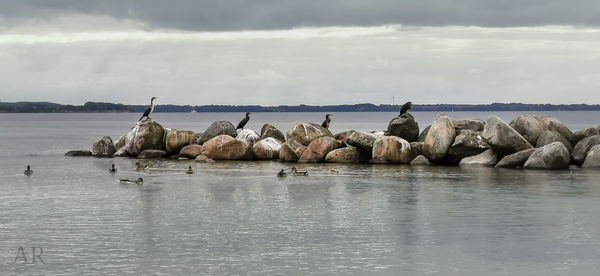 Flock of birds in sea against sky