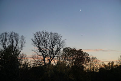 Low angle view of silhouette bare trees against sky at dusk