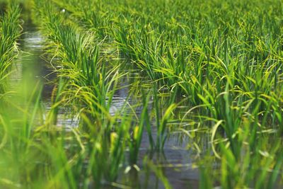 Close-up of wheat growing on field